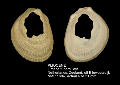 PLIOCENE Limaria tuberculata.jpg - PLIOCENE Limaria tuberculata (Olivi,1792)